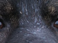 Ginuk  Bes.: Dirk Schulze